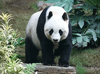 giant panda