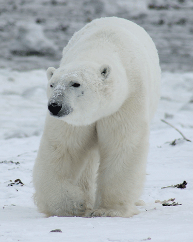 polar bear